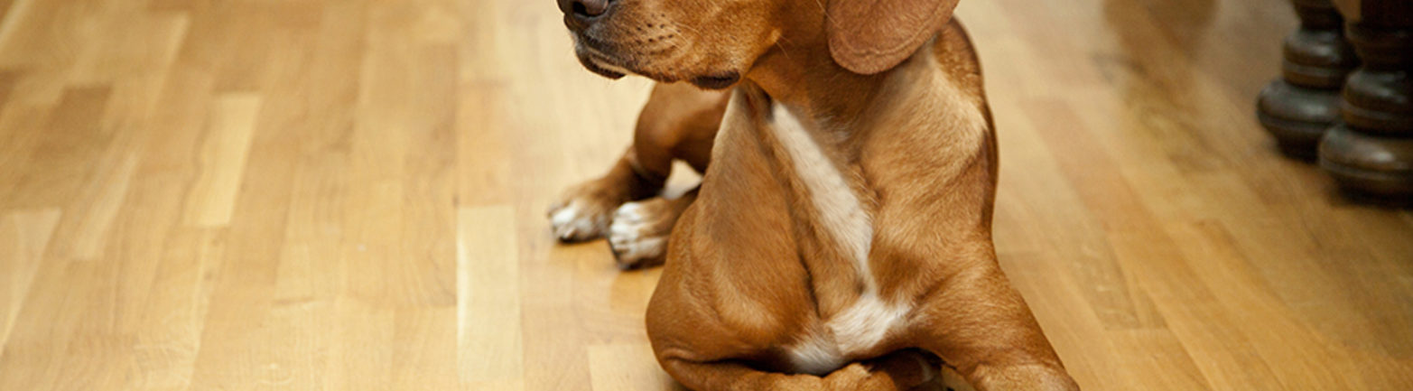 Dog on Wood Floor with Ball