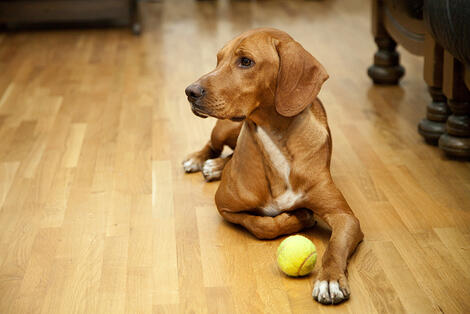 Dog on hard floor