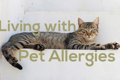 living with pet allergies